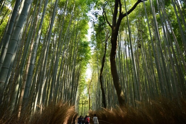 嵐山