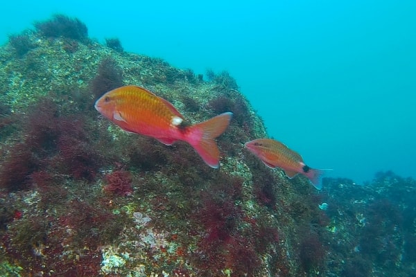 海洋公園